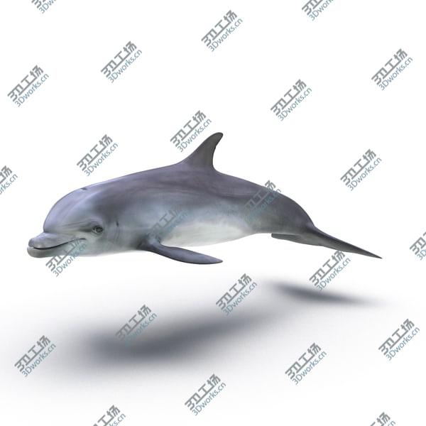 images/goods_img/20210312/Dolphin Rigged for Cinema 4D/3.jpg